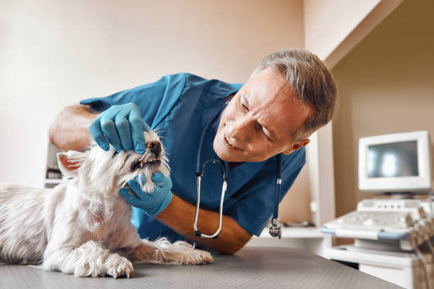 Best Chipped Tooth Repair Near Me  in Erwinville, LA